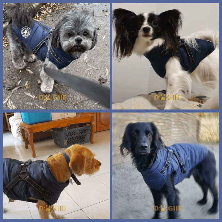 🐶❄️Waterproof Winter Jacket with Built-In Harness – Keep Your Dog Warm, Dry & Stylish!
