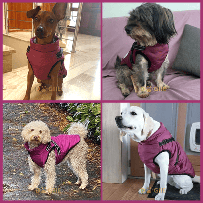 🐶❄️Waterproof Winter Jacket with Built-In Harness – Keep Your Dog Warm, Dry & Stylish!