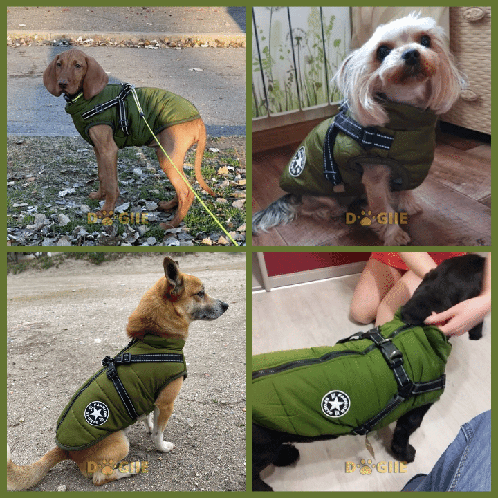 🐶❄️Waterproof Winter Jacket with Built-In Harness – Keep Your Dog Warm, Dry & Stylish!