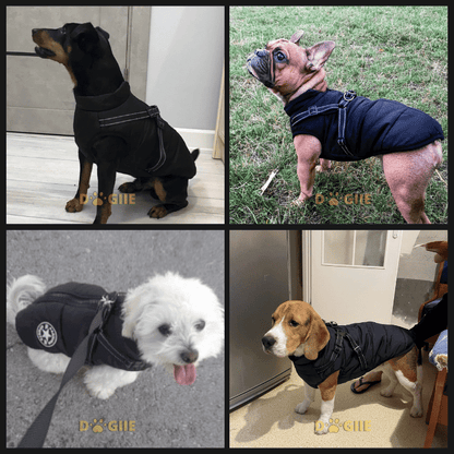 🐶❄️Waterproof Winter Jacket with Built-In Harness – Keep Your Dog Warm, Dry & Stylish!